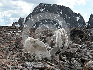 Alpine Mountain Goats