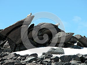 Alpine Mountain Goats