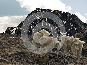 Alpine Mountain Goats photo