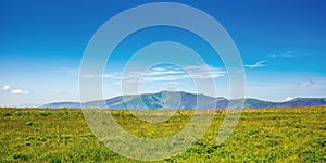 alpine mountain meadow in summer