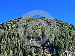 Alpine mountain Seehorn (2238 m) covered with evergreen forest above the tourist and sports mountain lake Davos