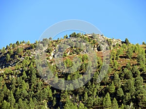 Alpine mountain Seehorn (2238 m) covered with evergreen forest above the tourist and sports mountain lake Davos