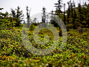 Alpine Mountain Terrain, Mahoosuc Range, Maine