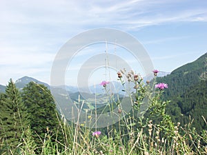 Alpine Mountain Thistle and Mountain View