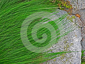 Alpine mountain vegetation close up background plant Pinus mugo textures and grass.