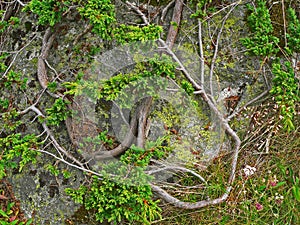 Alpine mountain vegetation close up background plant Pinus mugo textures and grass.