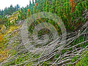 Alpine mountain vegetation close up background plant Pinus mugo textures and grass.