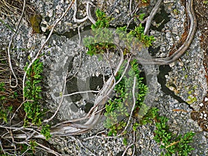 Alpine mountain vegetation close up background plant Pinus mugo textures and grass.