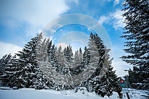 Alpine mountains landscape with white snow and blue sky. Sunset winter in nature. Frosty trees under warm sunlight. Wonderful wint