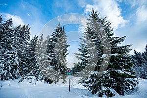 Alpine mountains landscape with white snow and blue sky. Sunset winter in nature. Frosty trees under warm sunlight. Wonderful wint