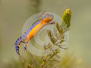 Alpine newt aquatic animal swimming in freshwater habitat