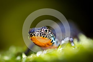 Alpine Newt in close-up