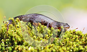 Alpine newt female on green moss