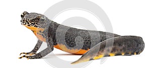 Alpine Newt, Ichthyosaura alpestris