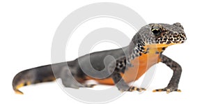 Alpine Newt, Ichthyosaura alpestris