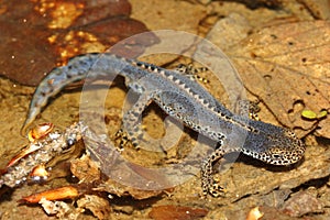 Montana alta salamandra ()  masculino en 