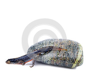 Alpine Newt (Ichthyosaura alpestris,Triturus alpes photo