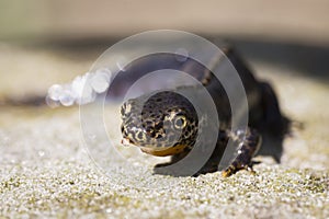 Alpine newt, Ichthyosaura alpestris, walking on land