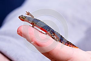 Alpine Newt- Ichtyosaura alpestris