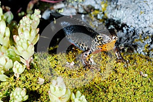 Alpine newt (Mesotriton alpestris) in a mountains of Madrid province, Spain