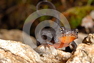 Alpine newt Mesotriton alpestris near Cotos, Madrid, Spain