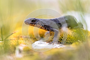 Alpine newt on moss and rocks