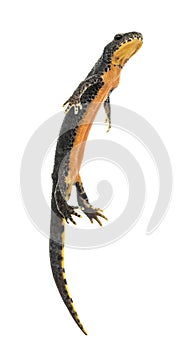 Alpine Newt surfacing, Ichthyosaura alpestris photo