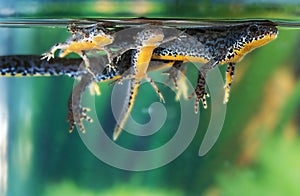 ALPINE NEWT triturus alpestris, ADULT WITH YOUNGS, NORMANDY IN FRANCE