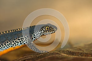 Alpine newt