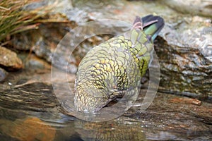 Alpine parrot, Kea, Nestor notabilis with head under water. Protected  olive-green parrot with scarlet underwings. Endemic to New