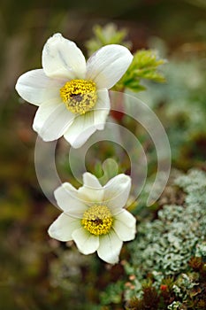 Alpine Pasqueflower or Alpine Anemone, Pulsatilla alpina, white wild plant, two blooms, in the nature habitat, Krkonose mountain,