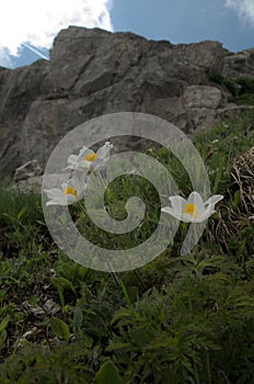 Alpine pasqueflower Pulsatilla alpina on meadow in Malbun, Liechtenstein