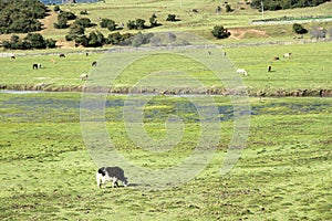 Alpine pasture