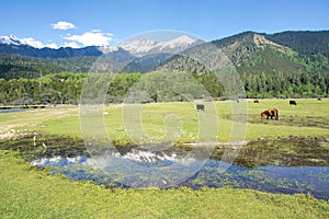 Alpine pasture