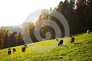 Alpine pasture in autumn, Liezen District