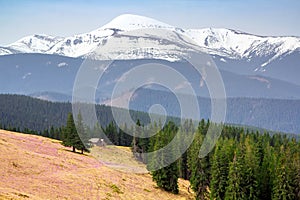 Alpine pasture in the Carpathian mountains against the backdrop of a snow-covered ridge and the highest peak Goverla