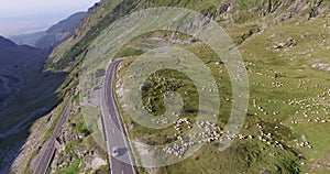 Alpine pasture with flock of sheep