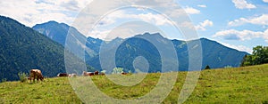 Alpine pasture with grazing cows, view to Mangfallgebirge, bavarian alps, Spitzing area