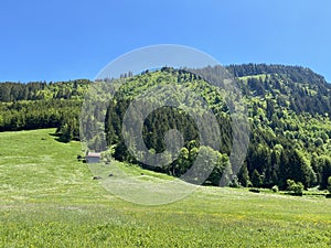 Alpine pastures and grasslands on the slopes of the Churfirsten mountain range and in Obertoggenburg region, Wildhaus