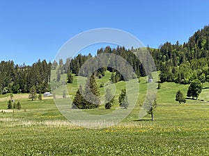 Alpine pastures and grasslands on the slopes of the Churfirsten mountain range and in Obertoggenburg region, Wildhaus