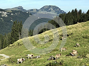 Alpine pastures and grasslands in the Wagital valley Waegital, Innerthal