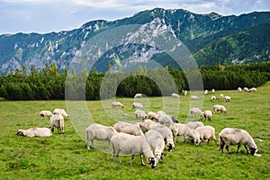 Alpine pastures in Retezat National Park