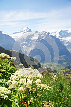 Alpine peaks of Grindelwald and Jungfrau. Landskape background of Bernese highland. Alps, tourism, journey, hiking