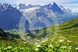 Alpine peaks of Grindelwald and Jungfrau. Landskape background of Bernese highland. Alps, tourism, journey, hiking