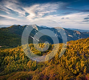 Alpine pine covers the picturesque slopes of Carpathian mountains.