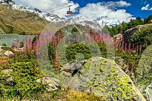 Alpine pink flowers and snowy mountains,Switzerland,Europe