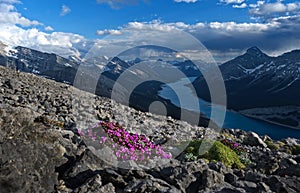 Alpine pink wildflowers on rocky mountain top with a view of blue lake and snow capped mountain peaks.