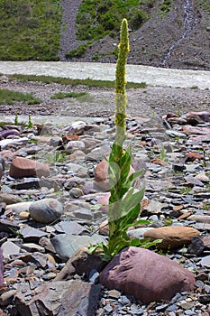 Alpine plant flowering in amidst of a rocky surface Himachal Pradesh