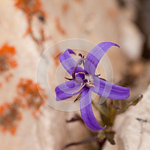 Alpine plant Inky Gentain Gentiana glauca flower photo