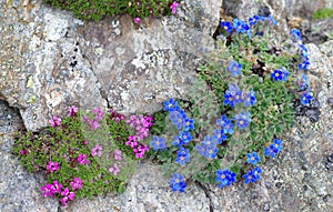 Alpine plants: Eritrichium nanum and Silene acaulis photo